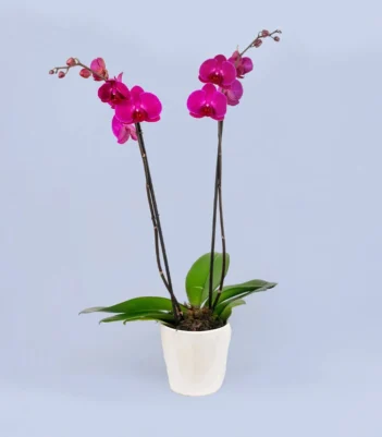 planta-de-orquidea-a-domicilio